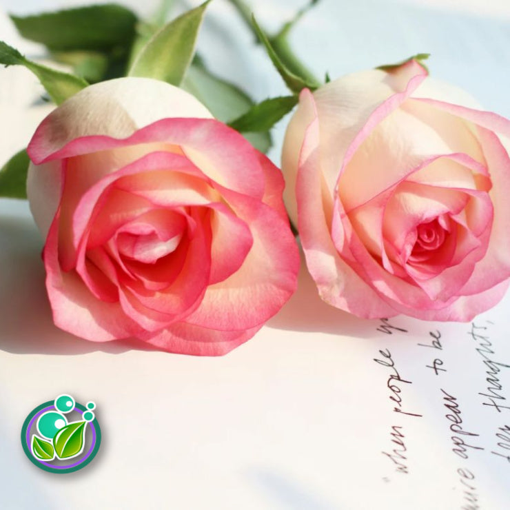 FRESH CUT ROSES