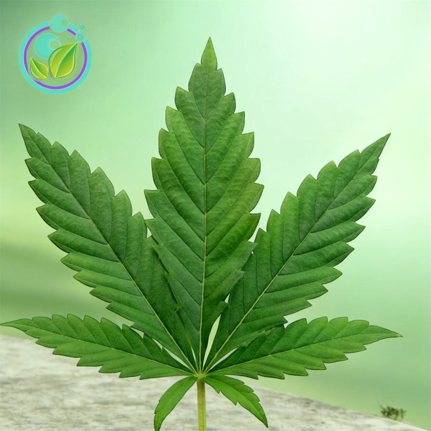 Cannabis