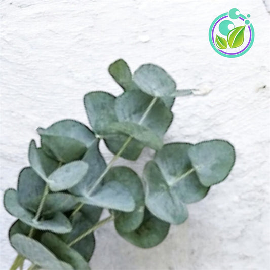 Eucalipto Aceite Esencial