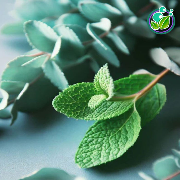 Eucalyptus & Spearmint