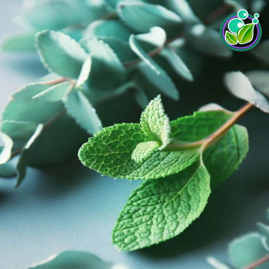 Eucalyptus & Spearmint