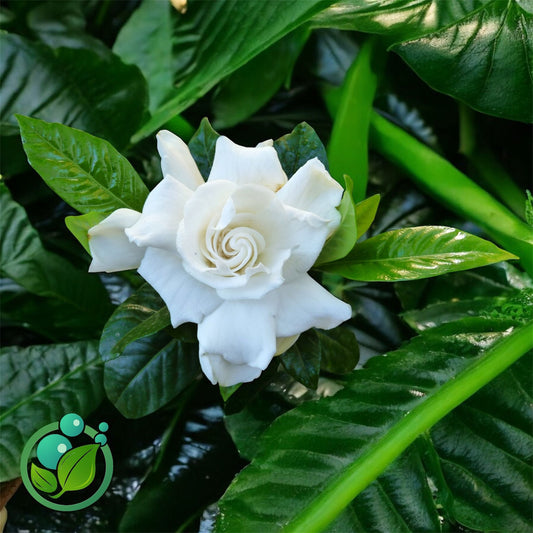 Gardenia