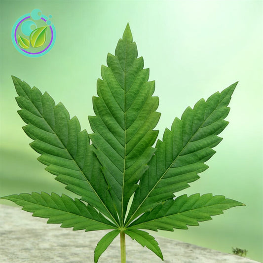 Cannabis
