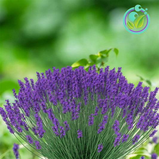 Lavanda Aceite Esencial