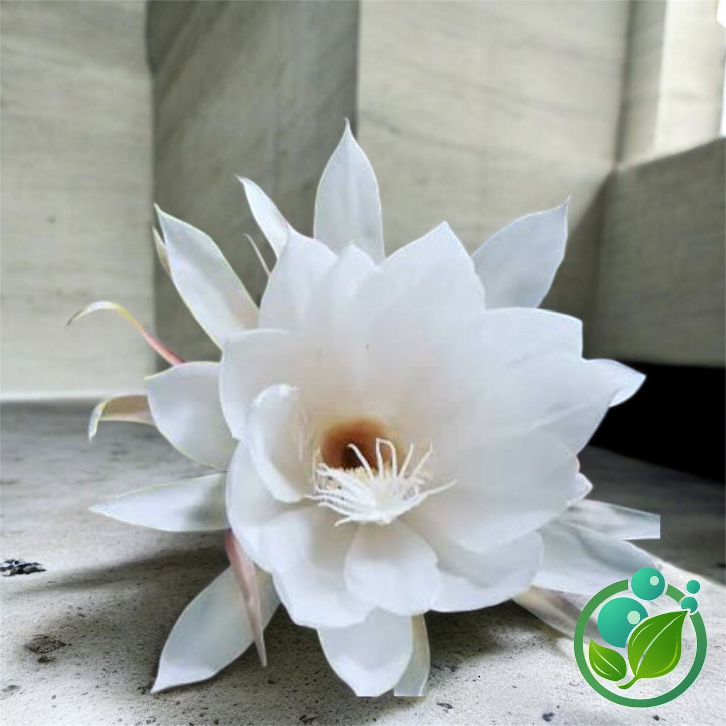 Moonlight Tuberose (Dama de Noche)