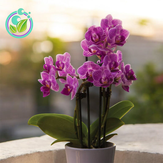 Orquídeas