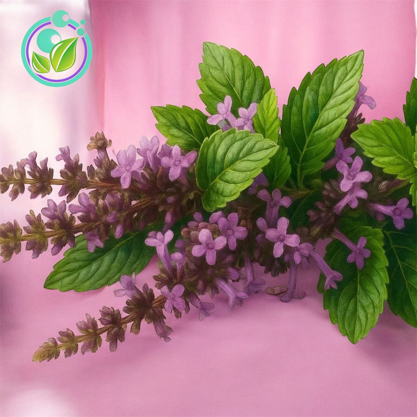 Patchouli