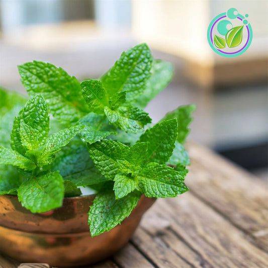 Spearmint Aceite Esencial