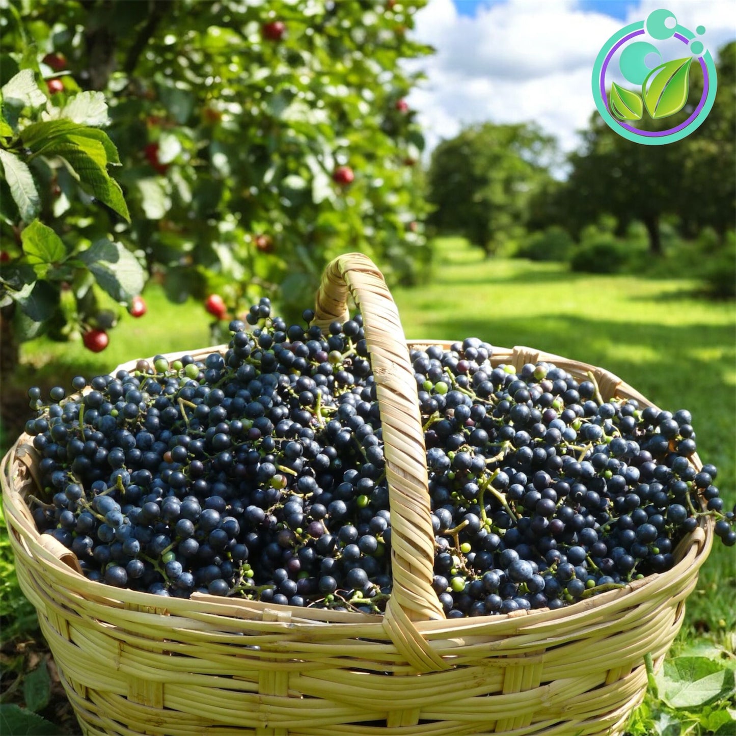 Wild Grapes