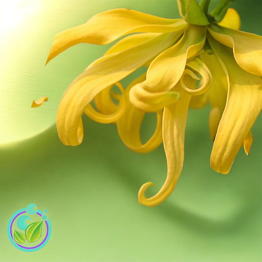 Ylang Ylang